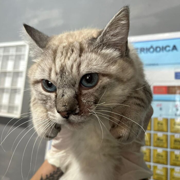 Saiba mais sobre o atendimento veterinário para gatos com o Santa Mônica!