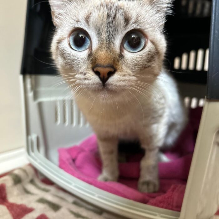 Entenda mais sobre a doença renal em gatos!
