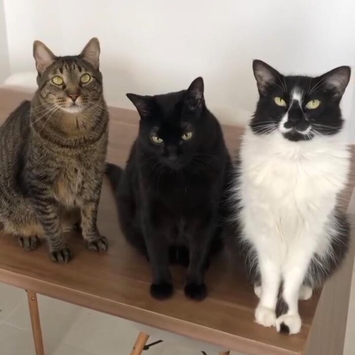 Confira o guia completo para gatos do Santa Mônica!