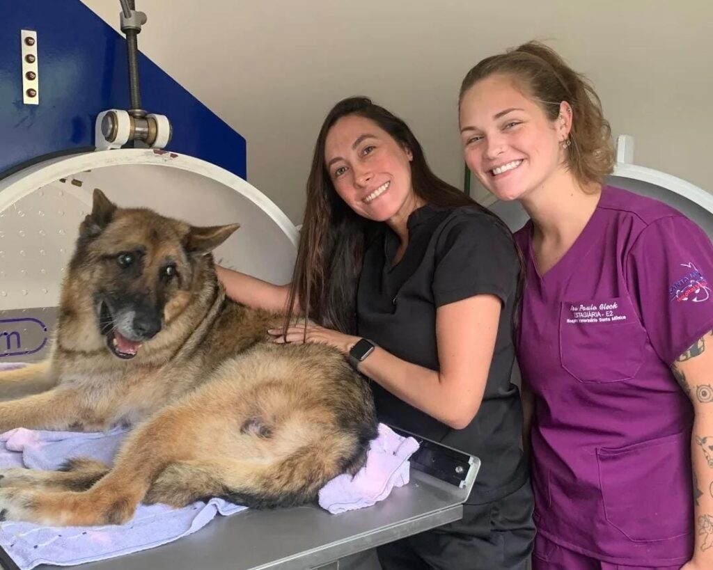 Entenda a importância do check-up veterinário!