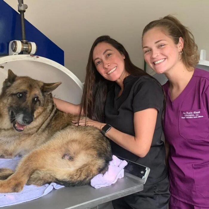 Entenda a importância do check-up veterinário!