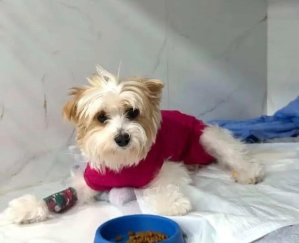 Entenda o que fazer em caso de cão com vômito!