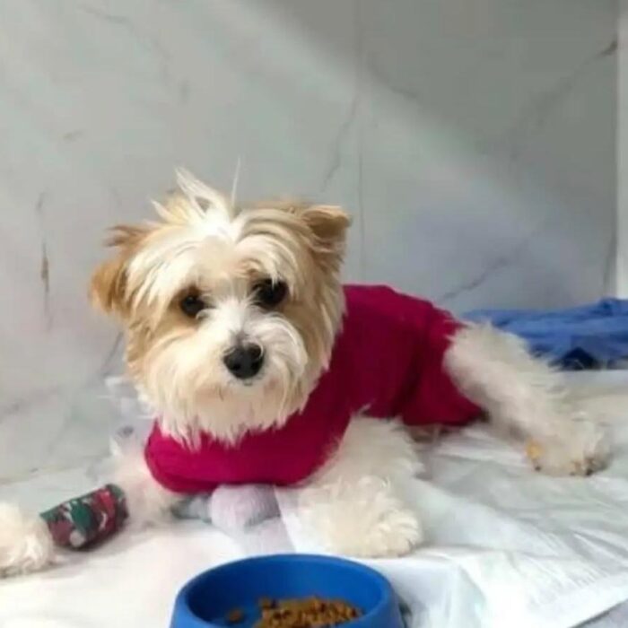 Entenda o que fazer em caso de cão com vômito!