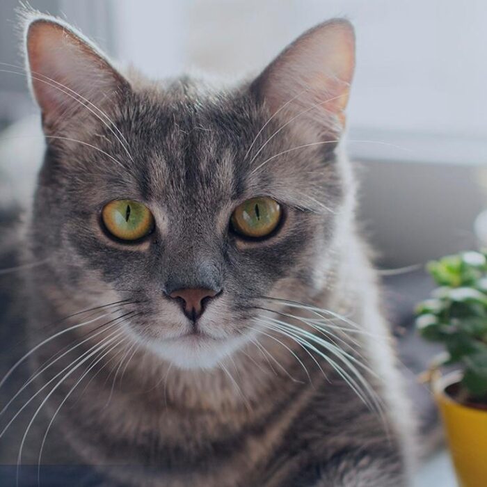 Entenda o que fazer com gato sem comer!