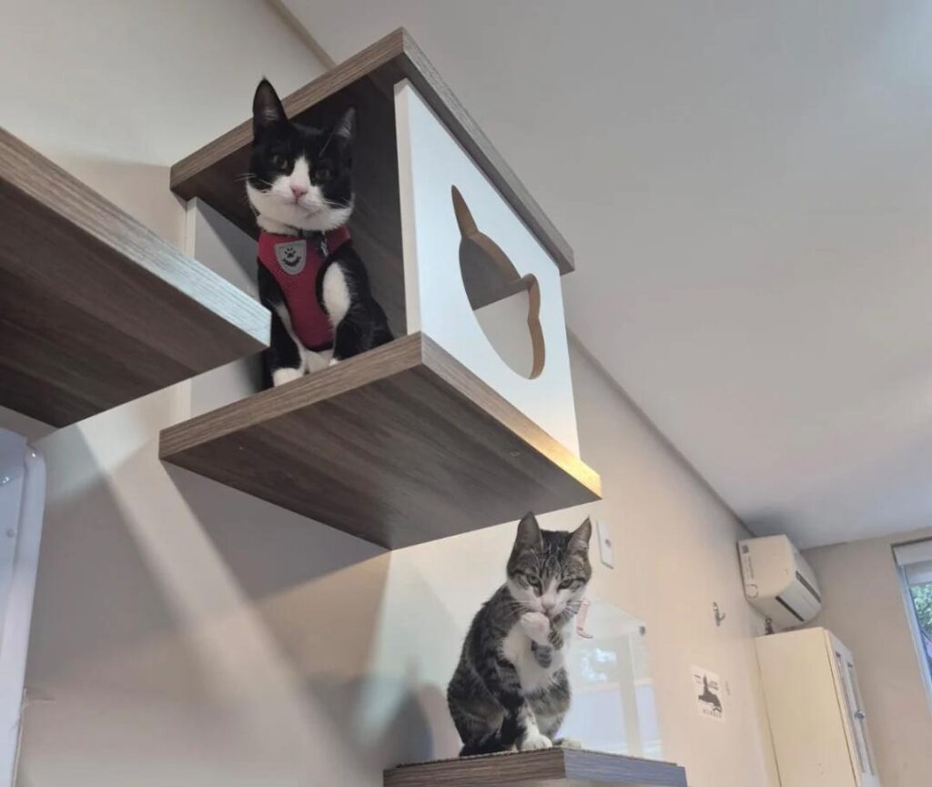 Entenda o que fazer com gato urinando fora da caixa!