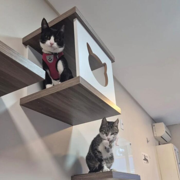 Entenda o que fazer com gato urinando fora da caixa!