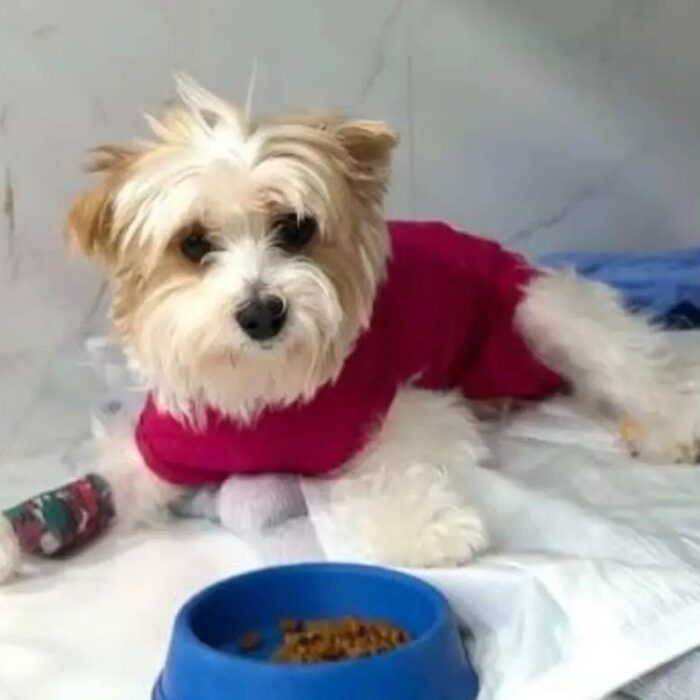 Entenda mais sobre como funciona a endoscopia veterinária!